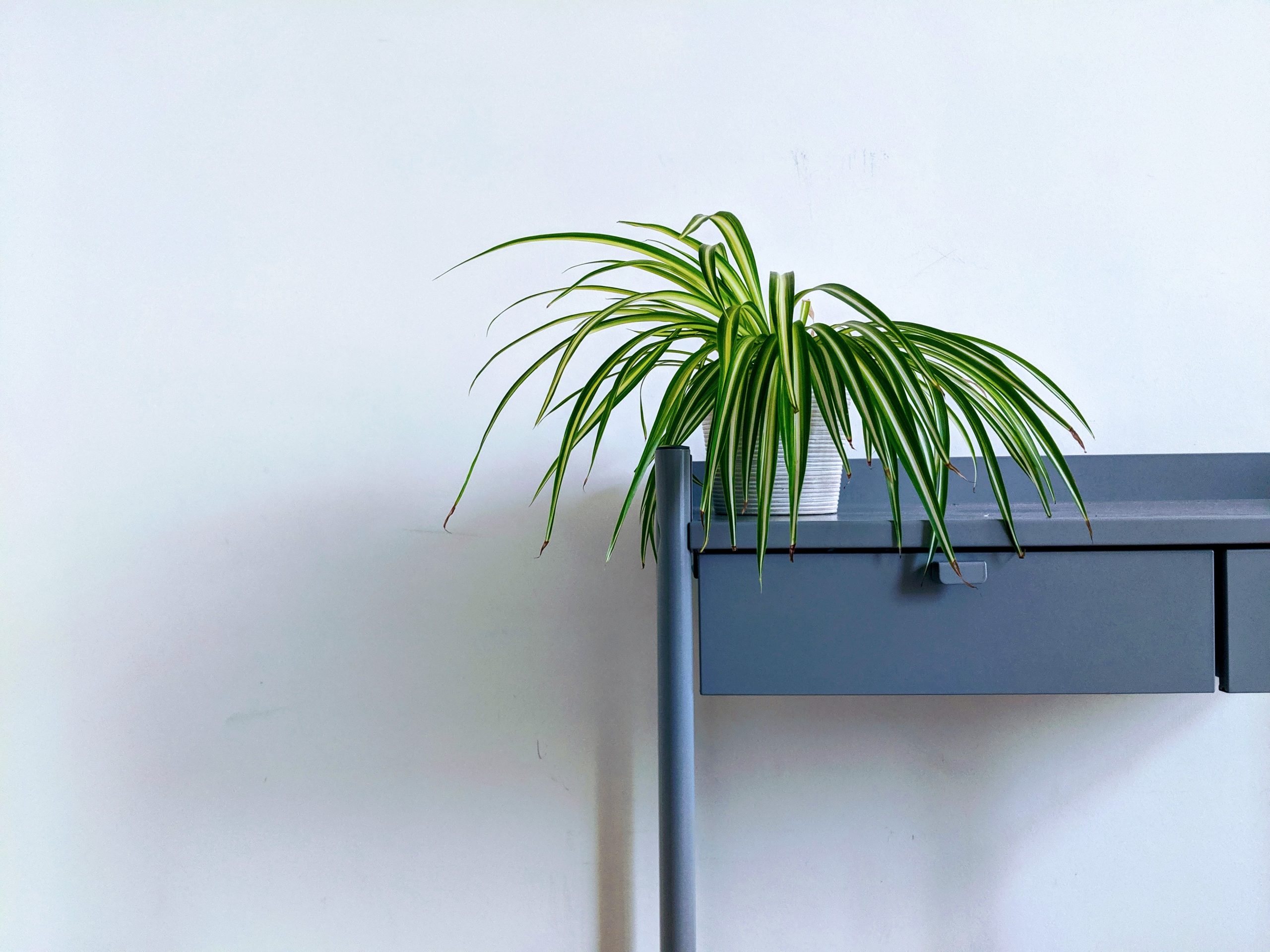 money plant minimalist