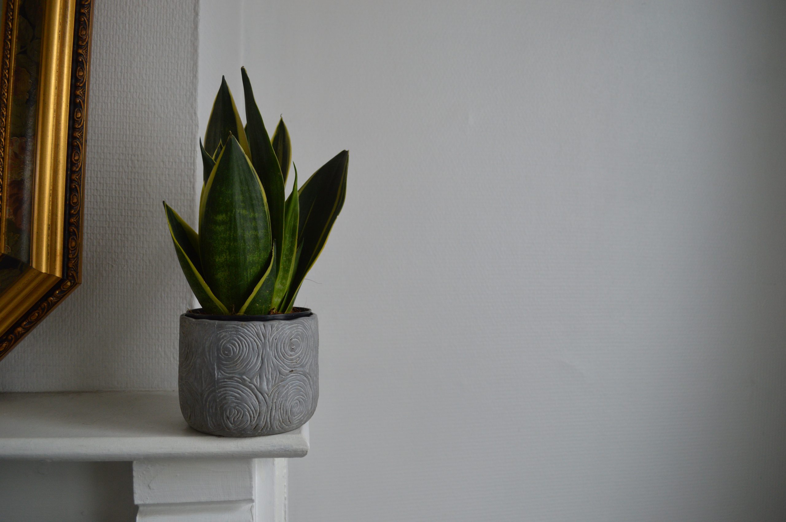 snake plant home