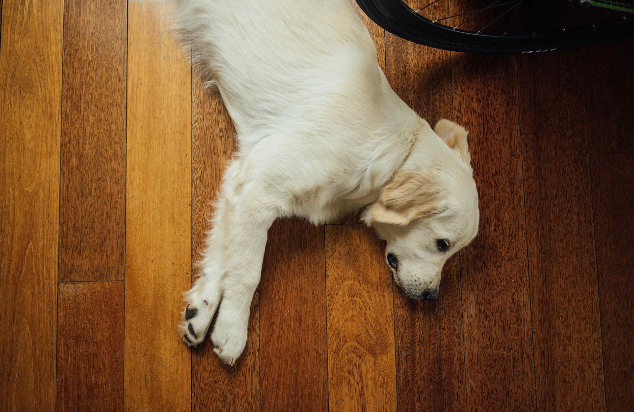 dog friendly flooring