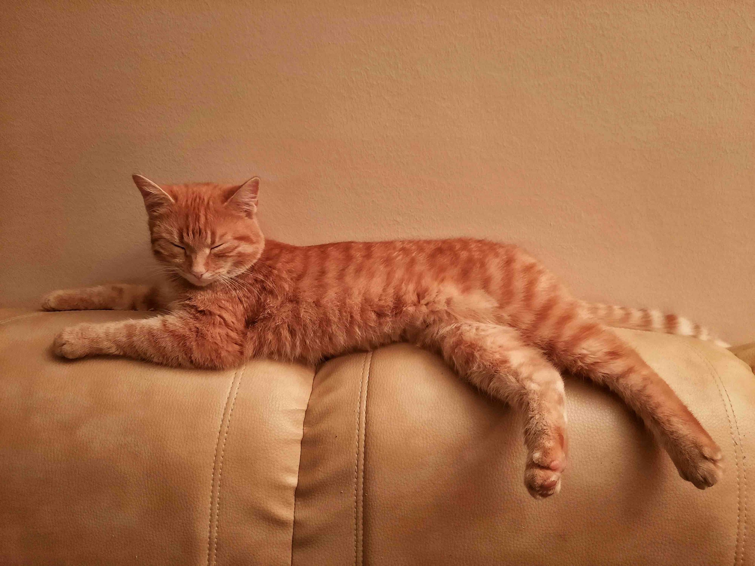 pet sofa